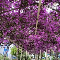 фото из отзыва ID 2601833