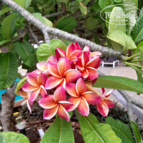 фото из отзыва ID 2603987