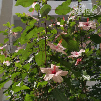 фото из отзыва ID 2604459