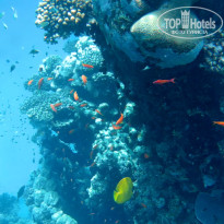 фото из отзыва ID 2605527