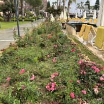 фото из отзыва ID 2606100