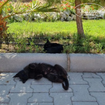 фото из отзыва ID 2606707