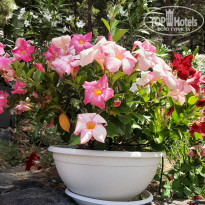 фото из отзыва ID 2606724