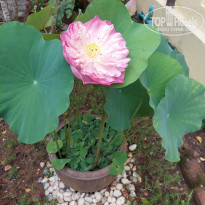 фото из отзыва ID 2607429