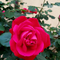 фото из отзыва ID 2608207