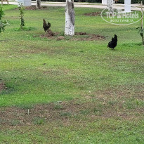 фото из отзыва ID 2609110