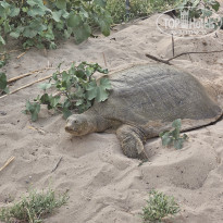 фото из отзыва ID 2609733