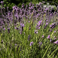 фото из отзыва ID 2609878