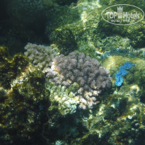 фото из отзыва ID 2607421