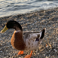 фото из отзыва ID 2610312