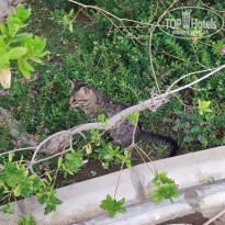 фото из отзыва ID 2610432