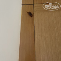 фото из отзыва ID 2610505