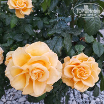 фото из отзыва ID 2611176