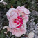 фото из отзыва ID 2611176
