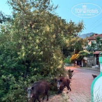 фото из отзыва ID 2611166