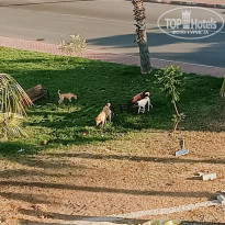 фото из отзыва ID 2611433