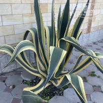 фото из отзыва ID 2611474