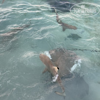 фото из отзыва ID 2612342