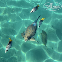 фото из отзыва ID 2611144