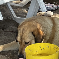 фото из отзыва ID 2612815