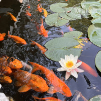 фото из отзыва ID 2613069