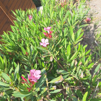 фото из отзыва ID 2613728