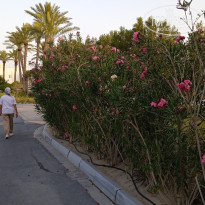 фото из отзыва ID 2613798