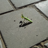 фото из отзыва ID 2613798