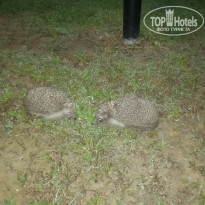 фото из отзыва ID 2617083