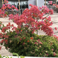 фото из отзыва ID 2617472