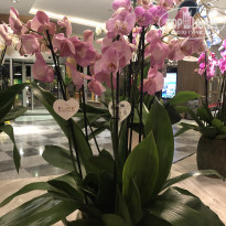 фото из отзыва ID 2617472