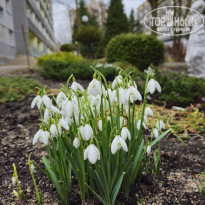 фото из отзыва ID 2617933