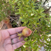 фото из отзыва ID 2623208