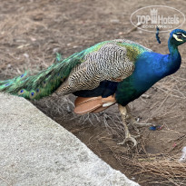 фото из отзыва ID 2623648