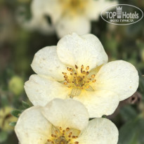 фото из отзыва ID 2624205
