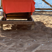 фото из отзыва ID 2625571