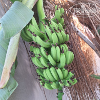 фото из отзыва ID 2626427