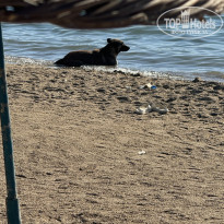 фото из отзыва ID 2628248