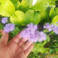 фото из отзыва ID 2628330