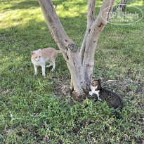 фото из отзыва ID 2628929