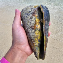 фото из отзыва ID 2629005