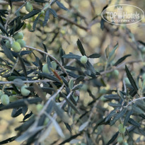 фото из отзыва ID 2629415