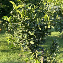 фото из отзыва ID 2629415