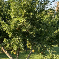 фото из отзыва ID 2629415