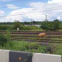 фото из отзыва ID 2624631