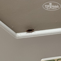 фото из отзыва ID 2631000