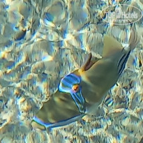 фото из отзыва ID 2631337