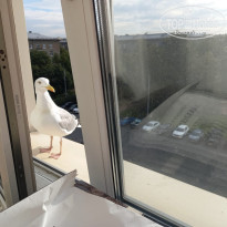 фото из отзыва ID 2631360