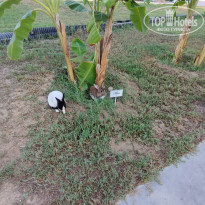 фото из отзыва ID 2631948