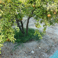 фото из отзыва ID 2632338